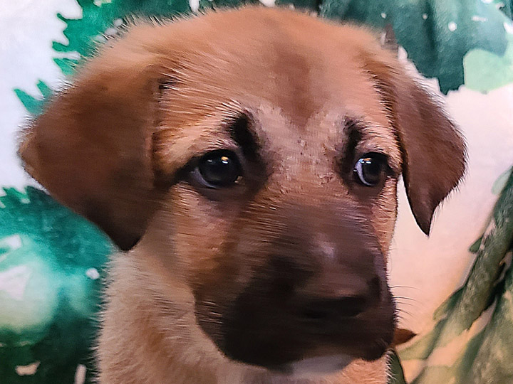 chinook puppy